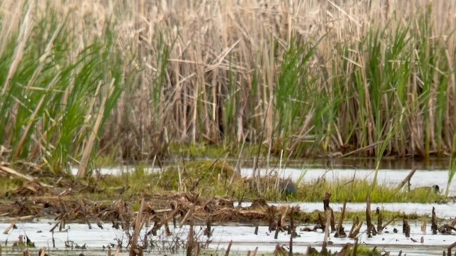 Short-billed Dowitcher - ML657433058