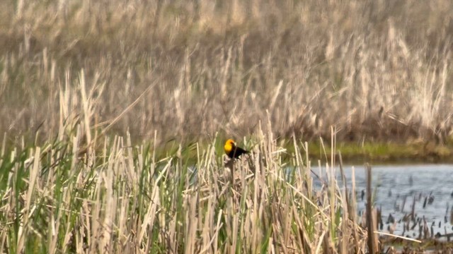 Yellow-headed Blackbird - ML657433145