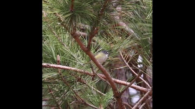 Blue-headed Vireo - ML657433261