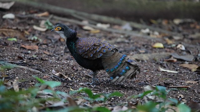 Bornean Peacock-Pheasant - ML657433279