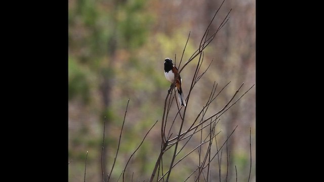 Eastern Towhee - ML657433443