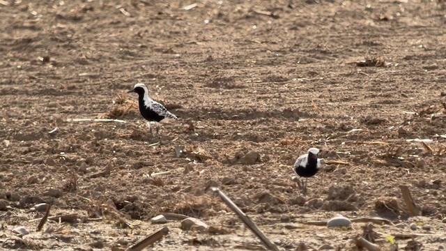 Black-bellied Plover - ML657433496