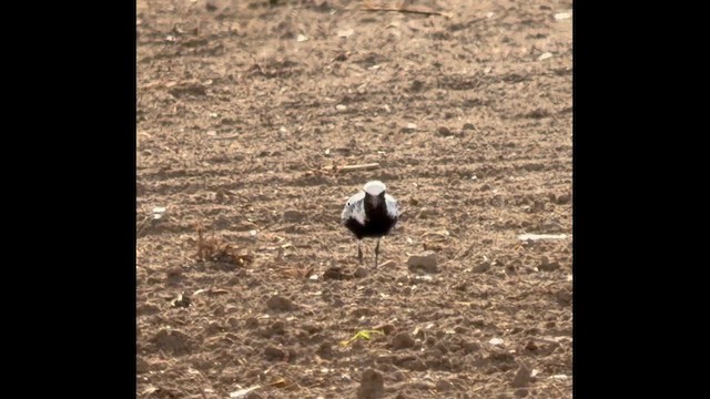 Black-bellied Plover - ML657433500