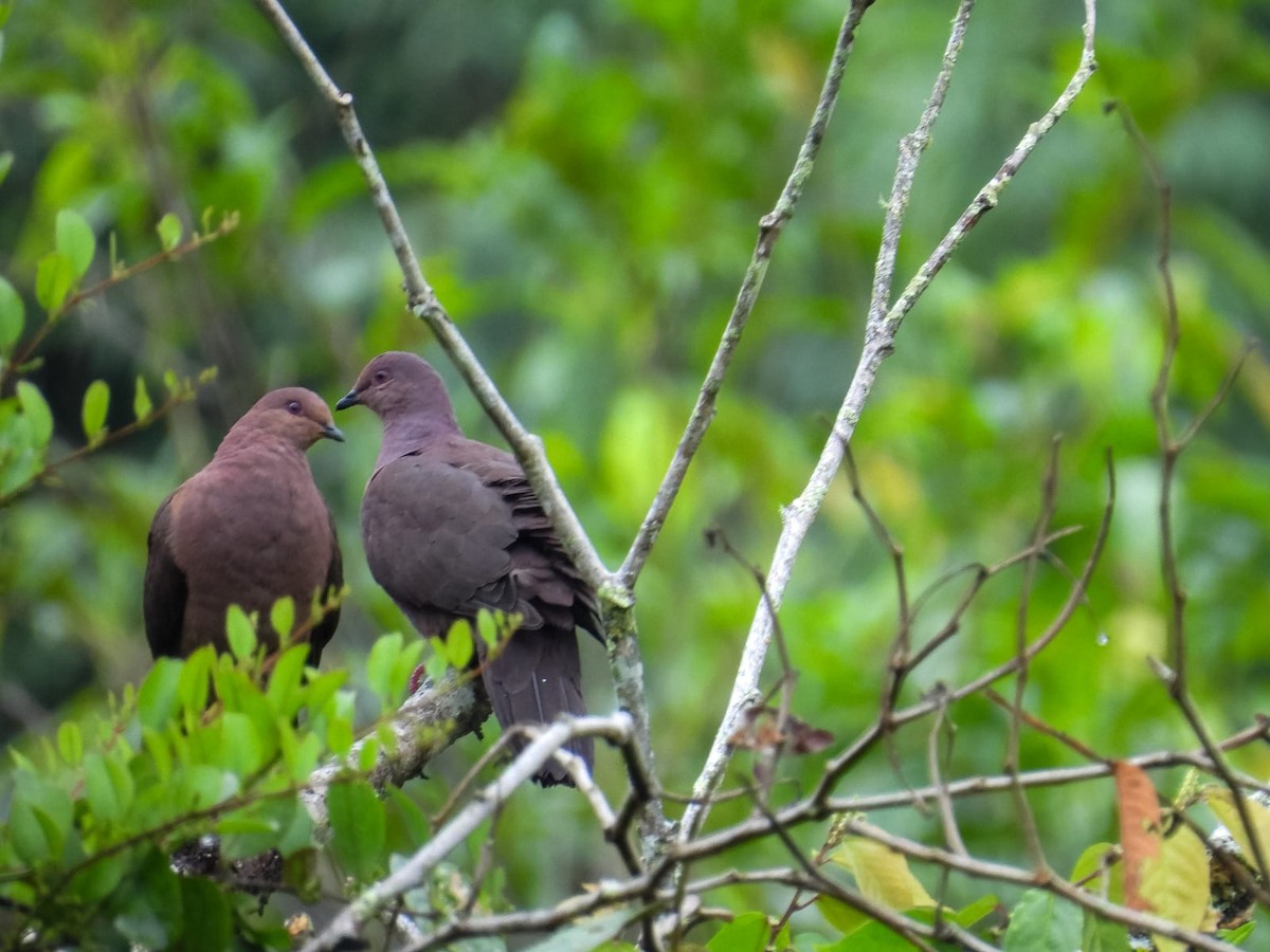 Ruddy Pigeon - ML657433858