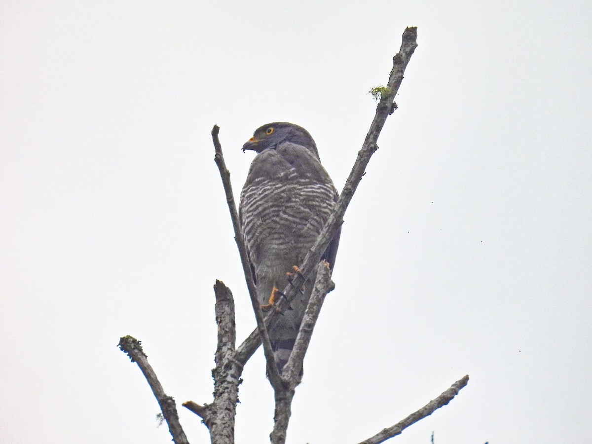 Roadside Hawk - ML657433867