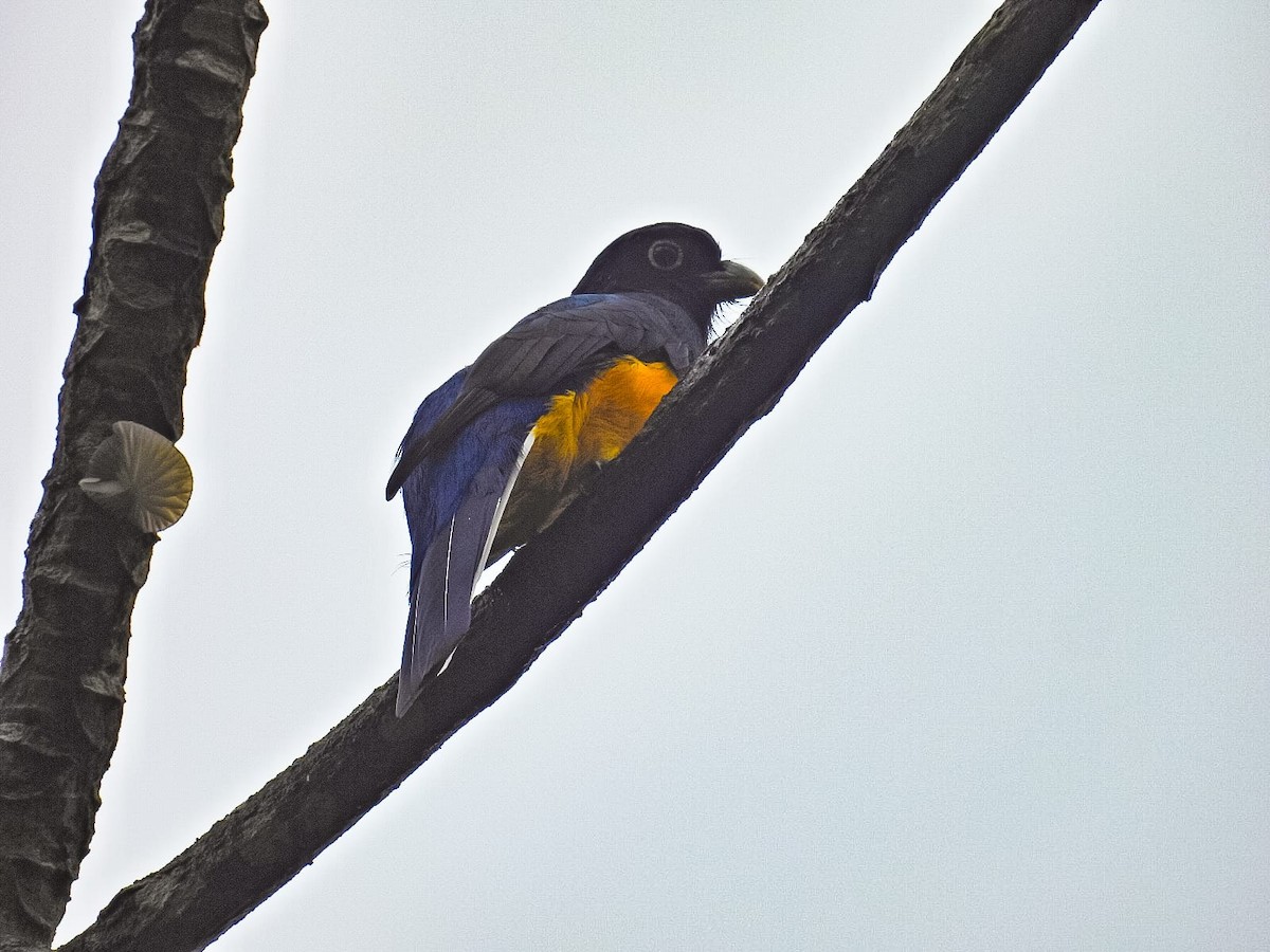 Green-backed Trogon - ML657433882