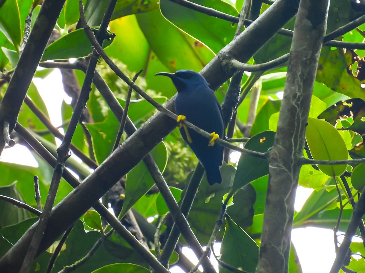 Purple Honeycreeper - ML657433897
