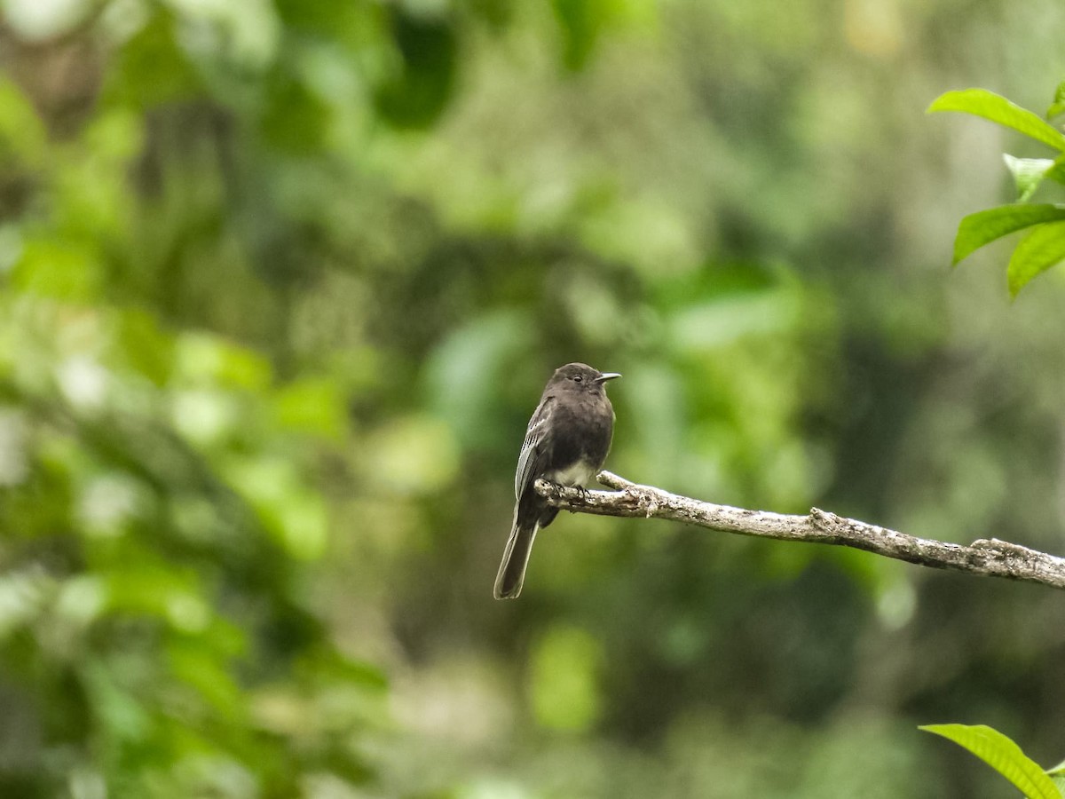 Black Phoebe - ML657433968
