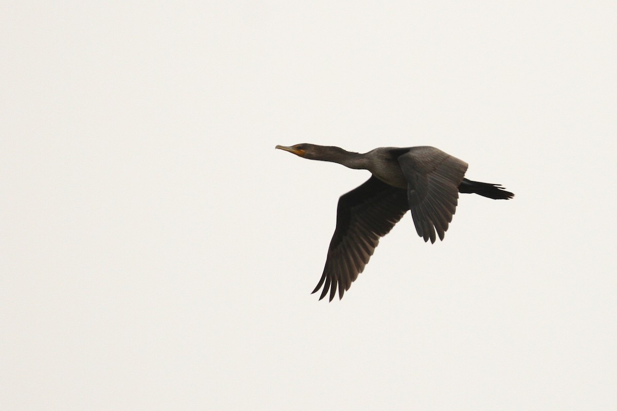 Double-crested Cormorant - ML65743401
