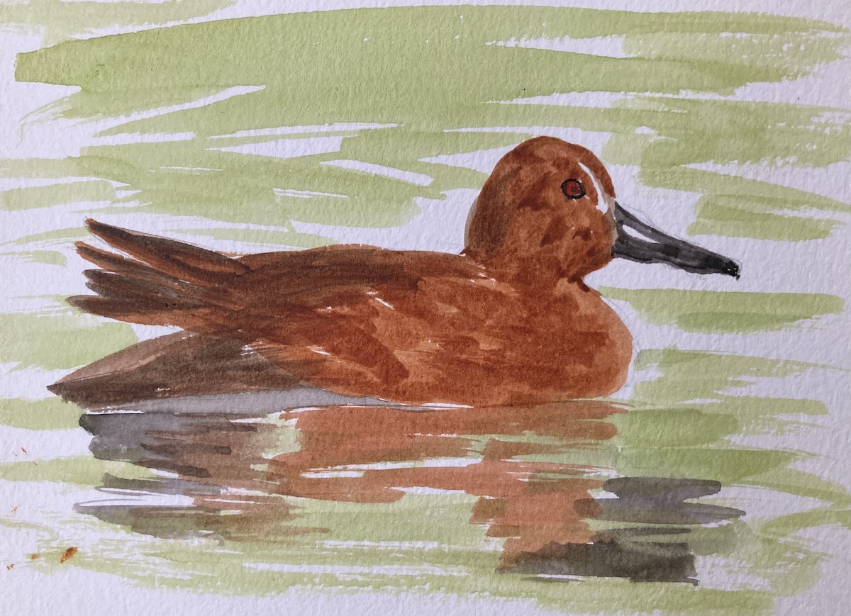 Cinnamon Teal - ML657434030