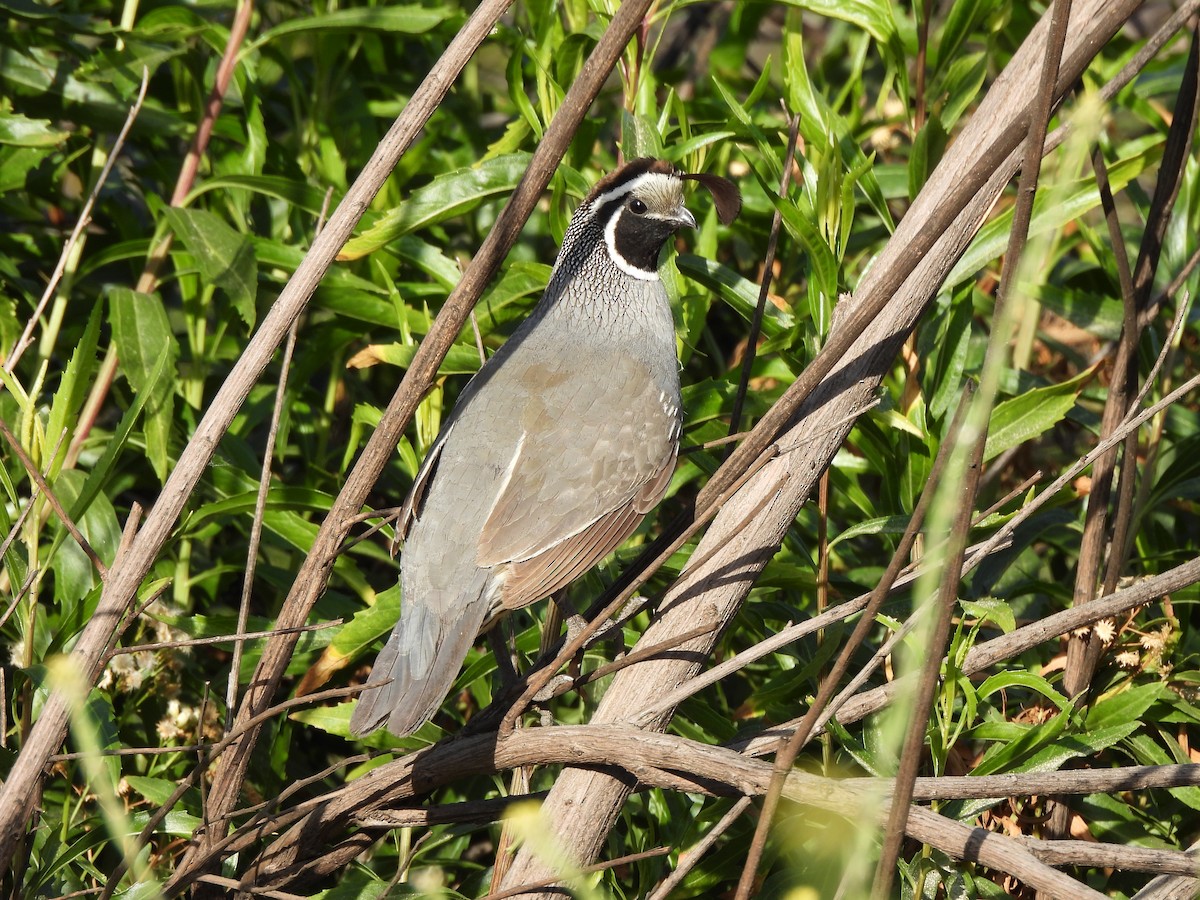שליו קליפורני - ML657434940