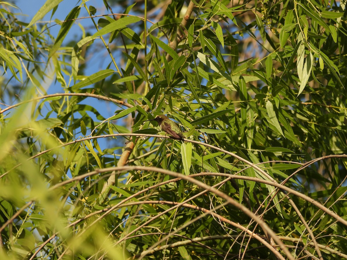 Black-chinned Hummingbird - ML657434978
