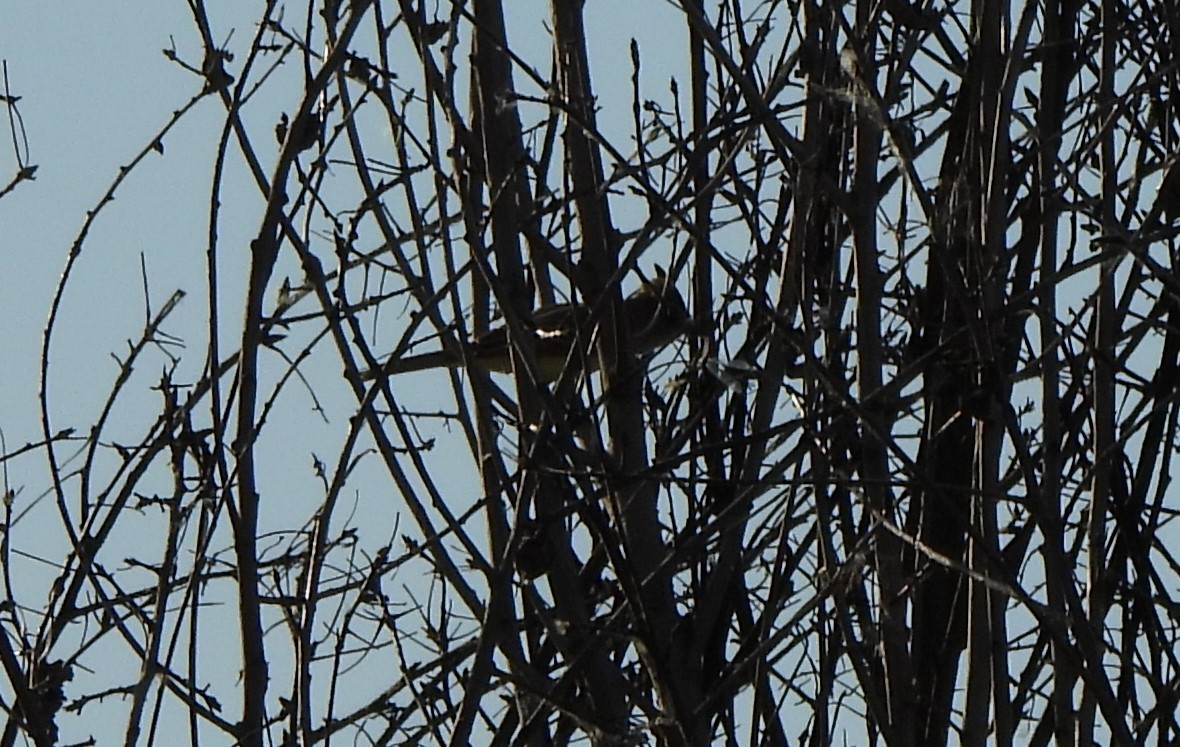 Ash-throated Flycatcher - ML657435020