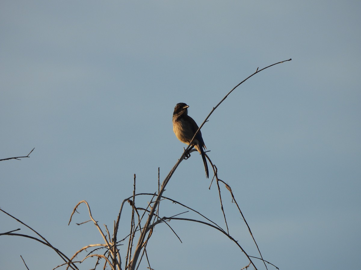 California Scrub-Jay - ML657435035
