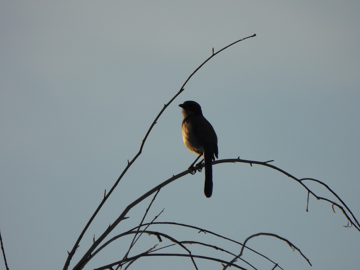 California Scrub-Jay - ML657435036