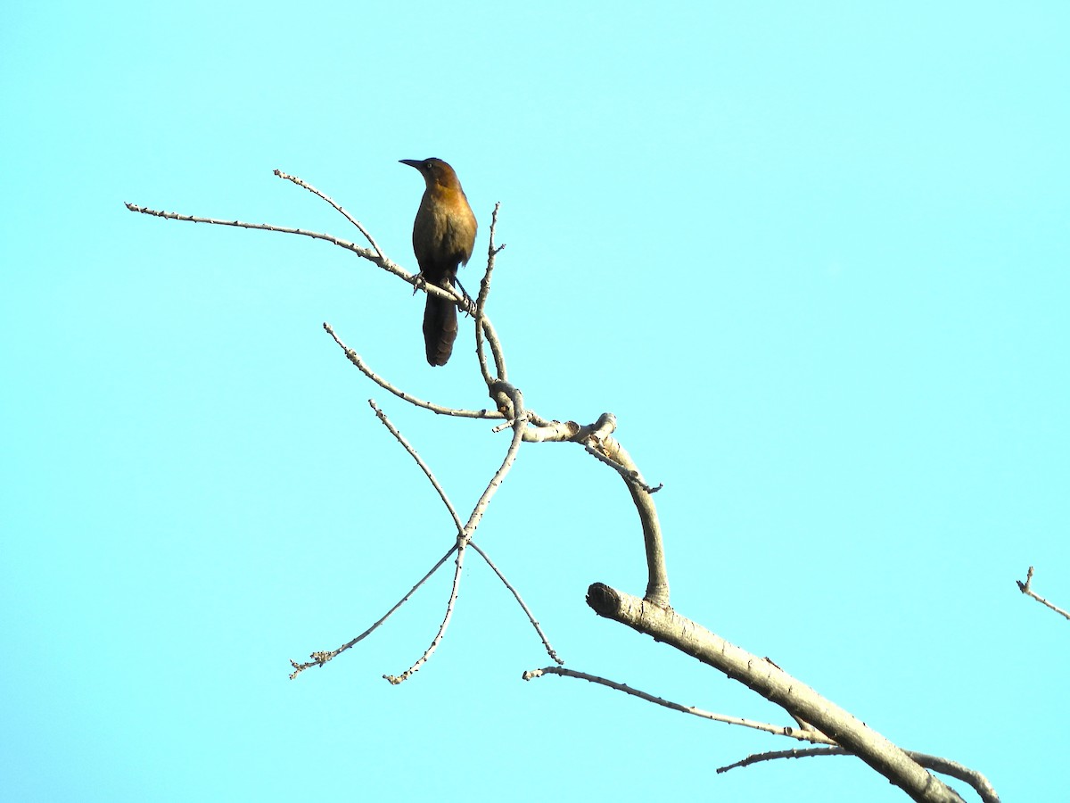 Great-tailed Grackle - ML657435052