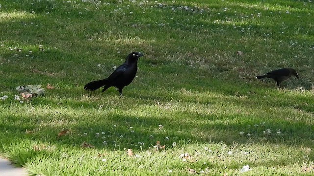 Great-tailed Grackle - ML657435059