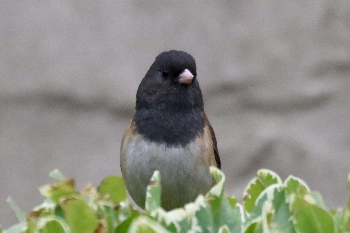Dark-eyed Junco (Oregon) - ML657435348