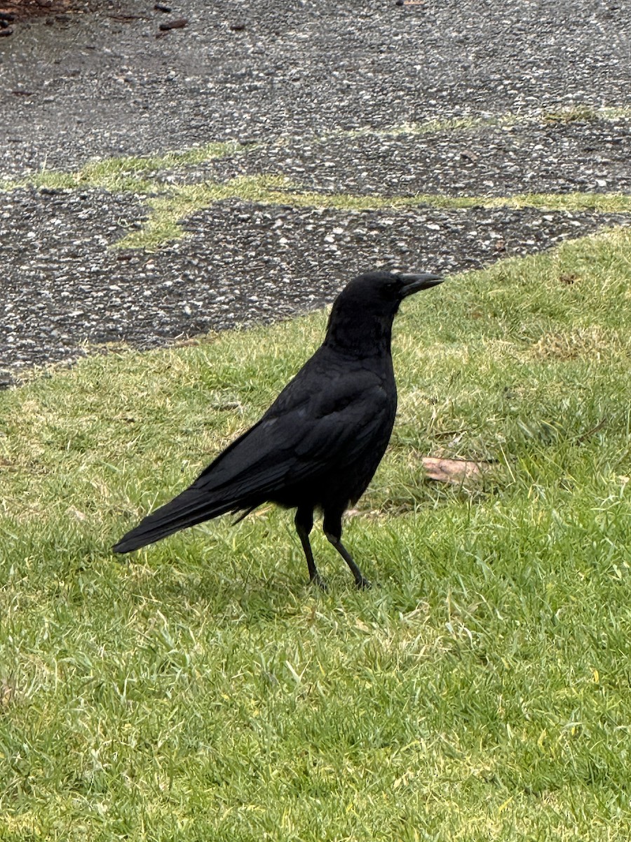 American Crow - ML657435412