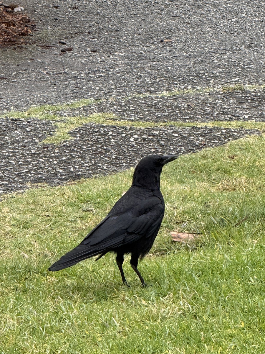 American Crow - ML657435413