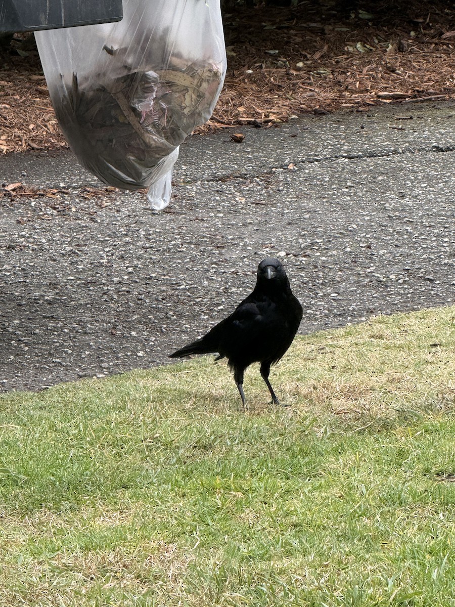 American Crow - ML657435414
