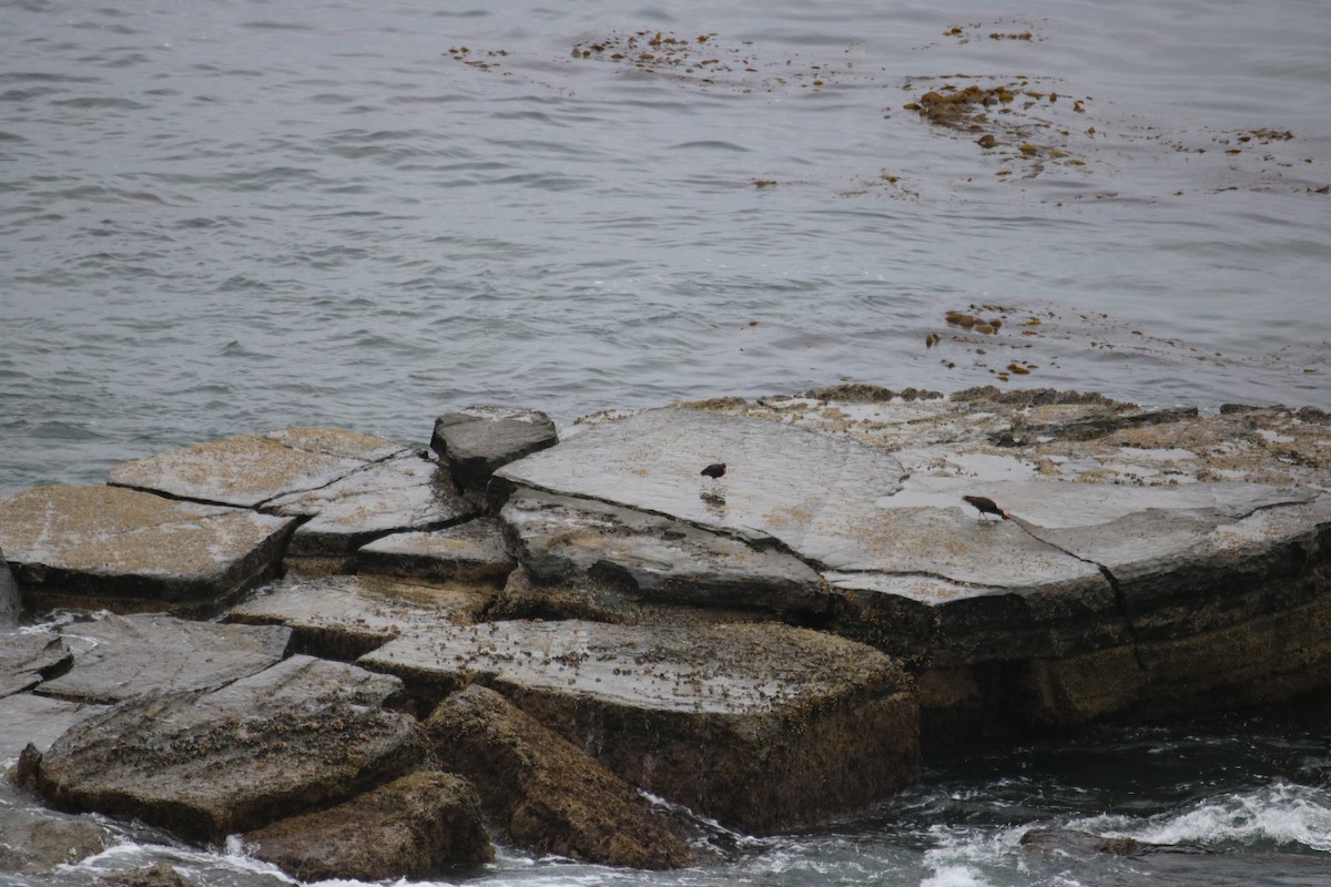 Black Oystercatcher - ML657435444