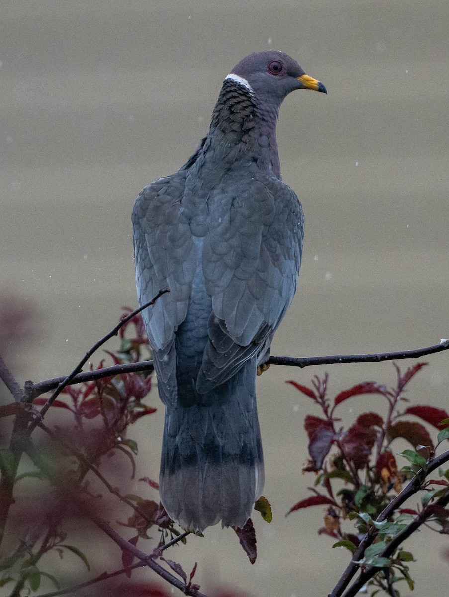 Band-tailed Pigeon - ML657435542