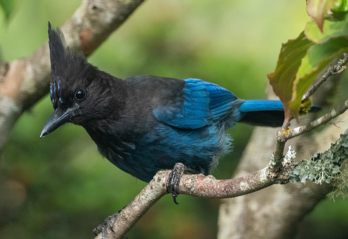 Steller's Jay - ML657435548