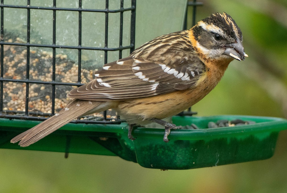 Black-headed Grosbeak - ML657435606