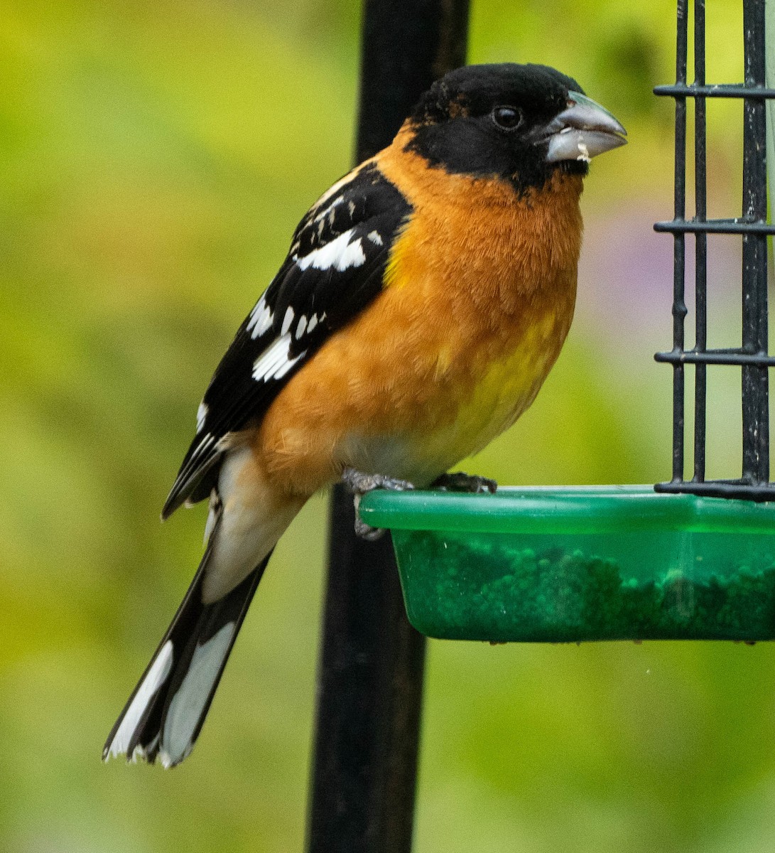 Black-headed Grosbeak - ML657435607