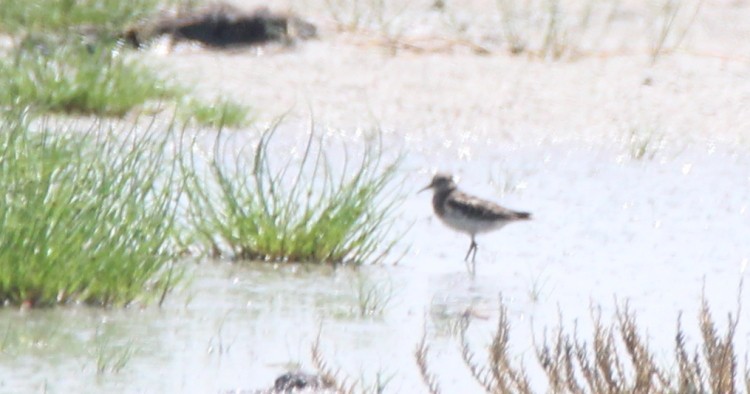 Pectoral Sandpiper - Paul Lewis