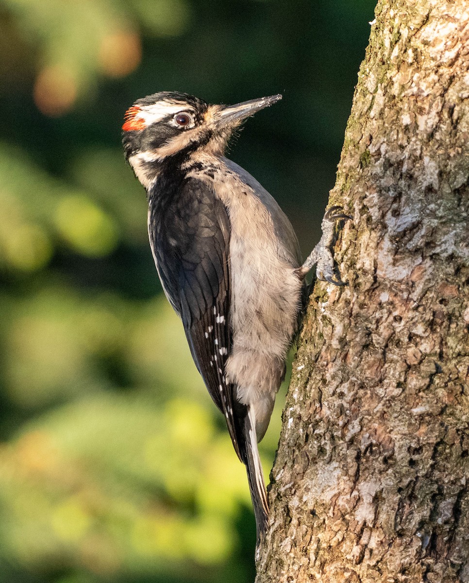 Hairy Woodpecker - ML657435897
