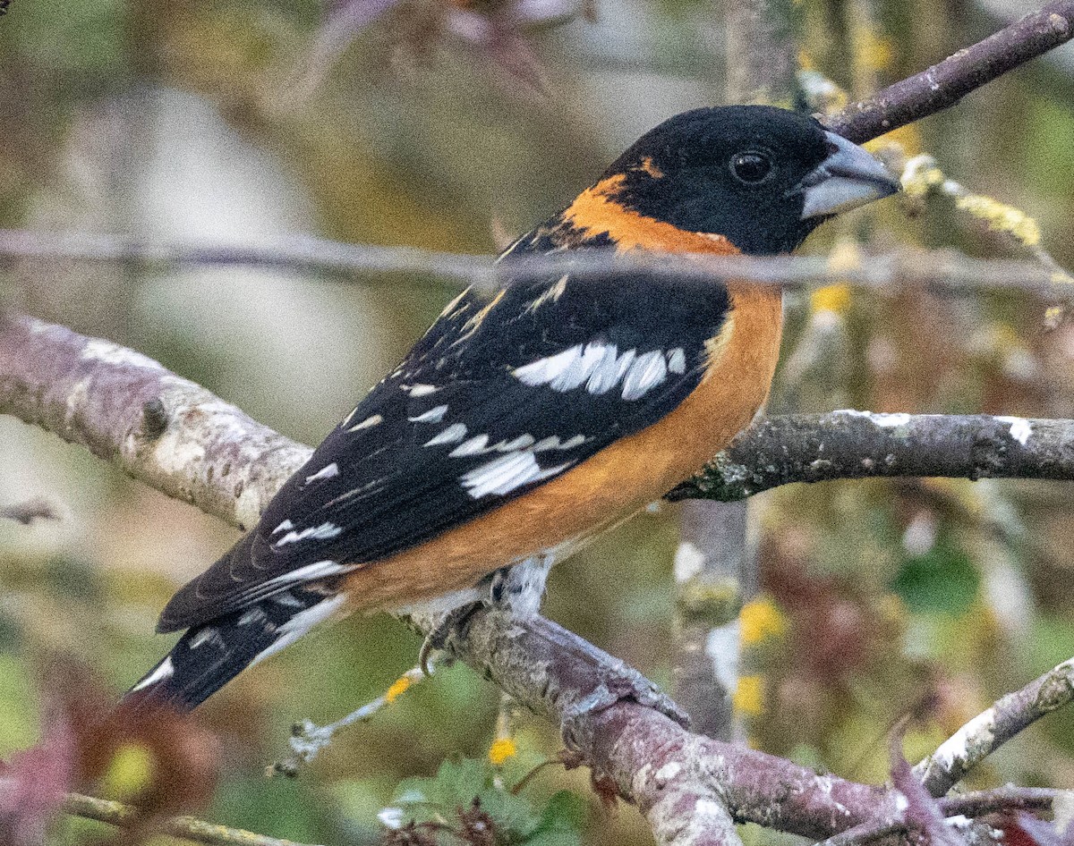Black-headed Grosbeak - ML657435926