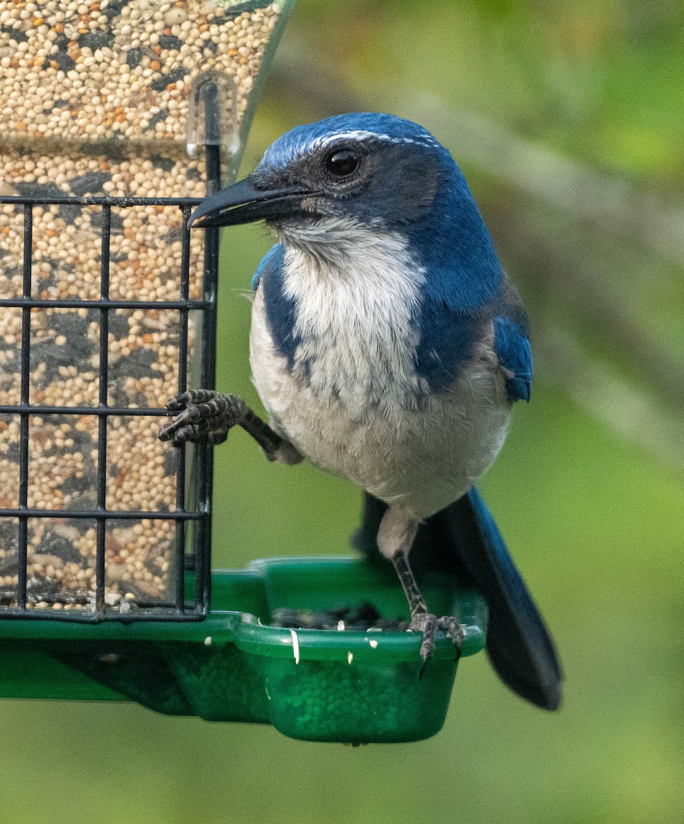 California Scrub-Jay - ML657435933