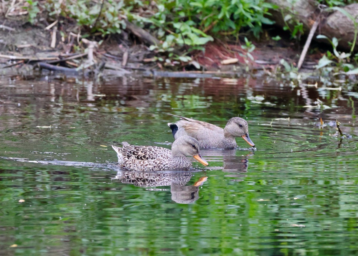 Gadwall - ML657436266