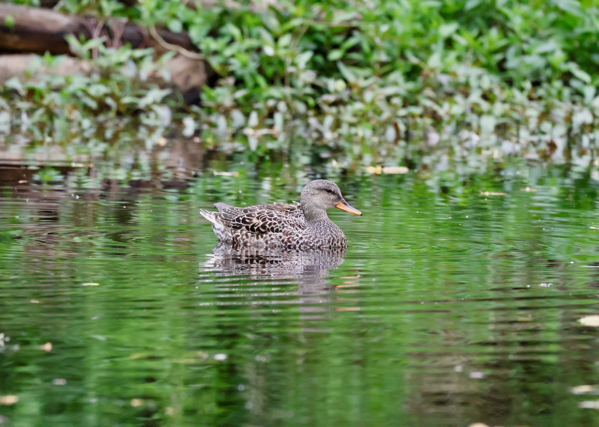Gadwall - ML657436378