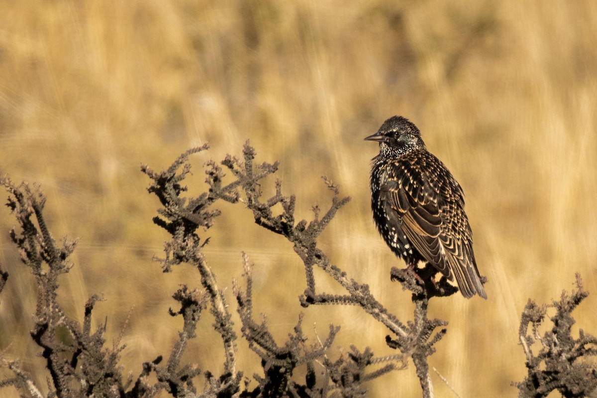 European Starling - ML657436767