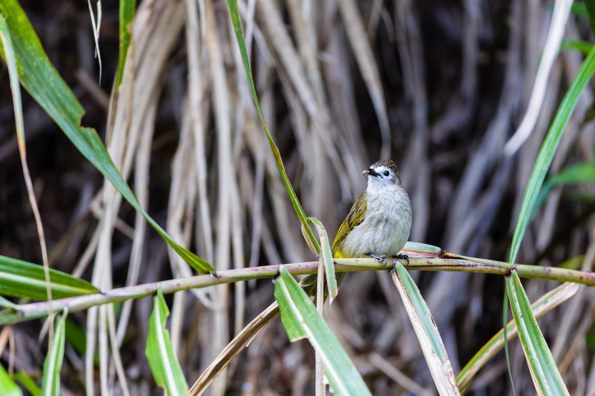 Pale-faced Bulbul - ML657436843