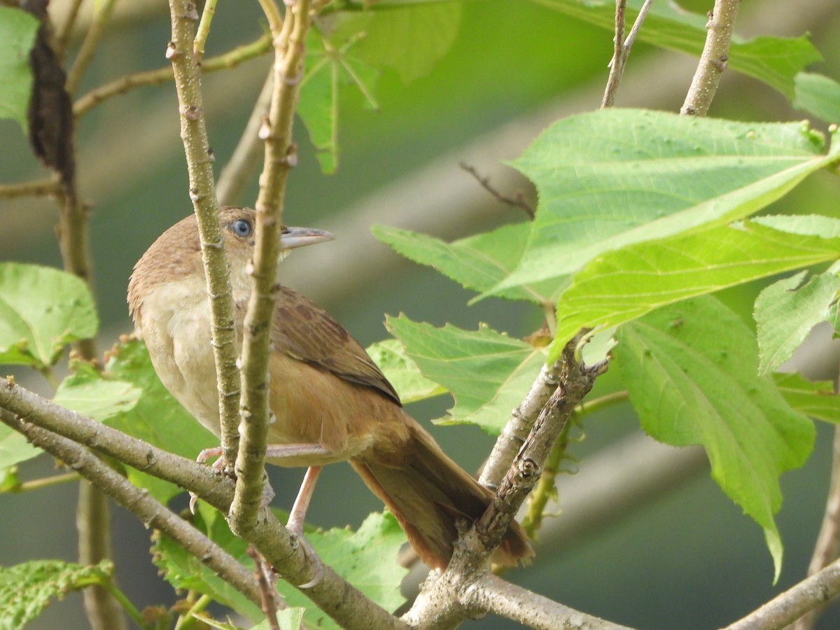 Plain Thornbird - ML657436876