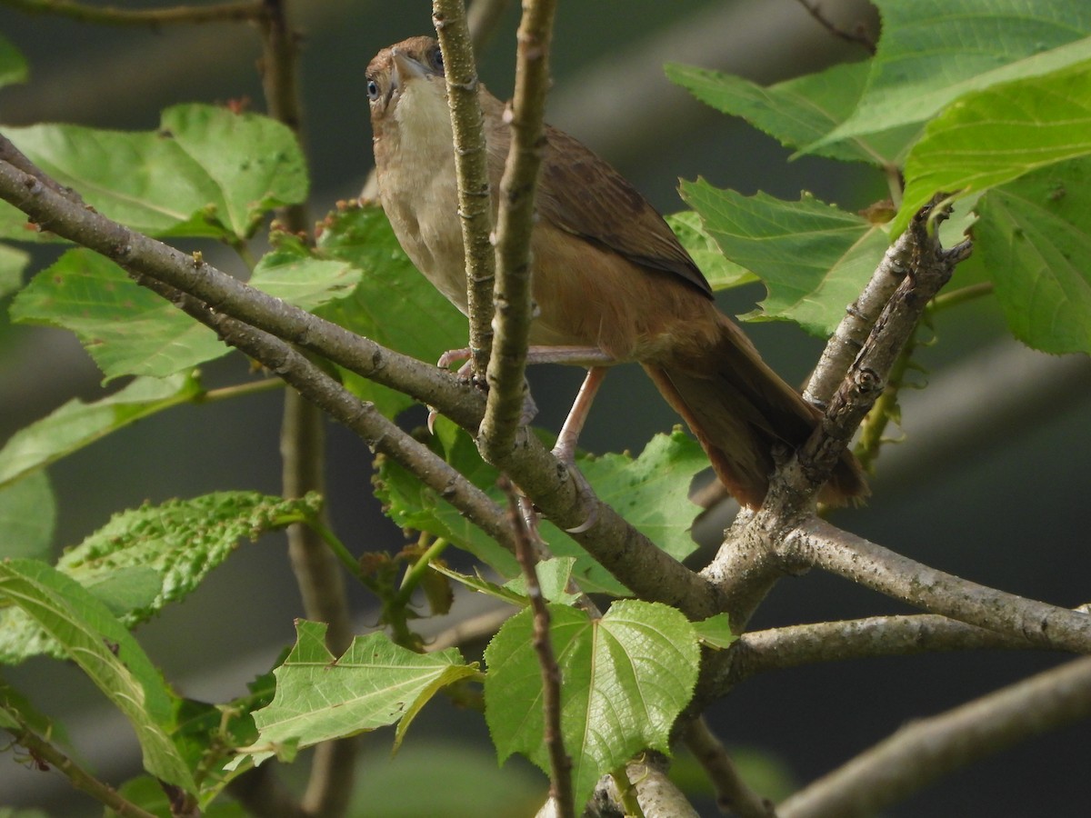 Plain Thornbird - ML657436877