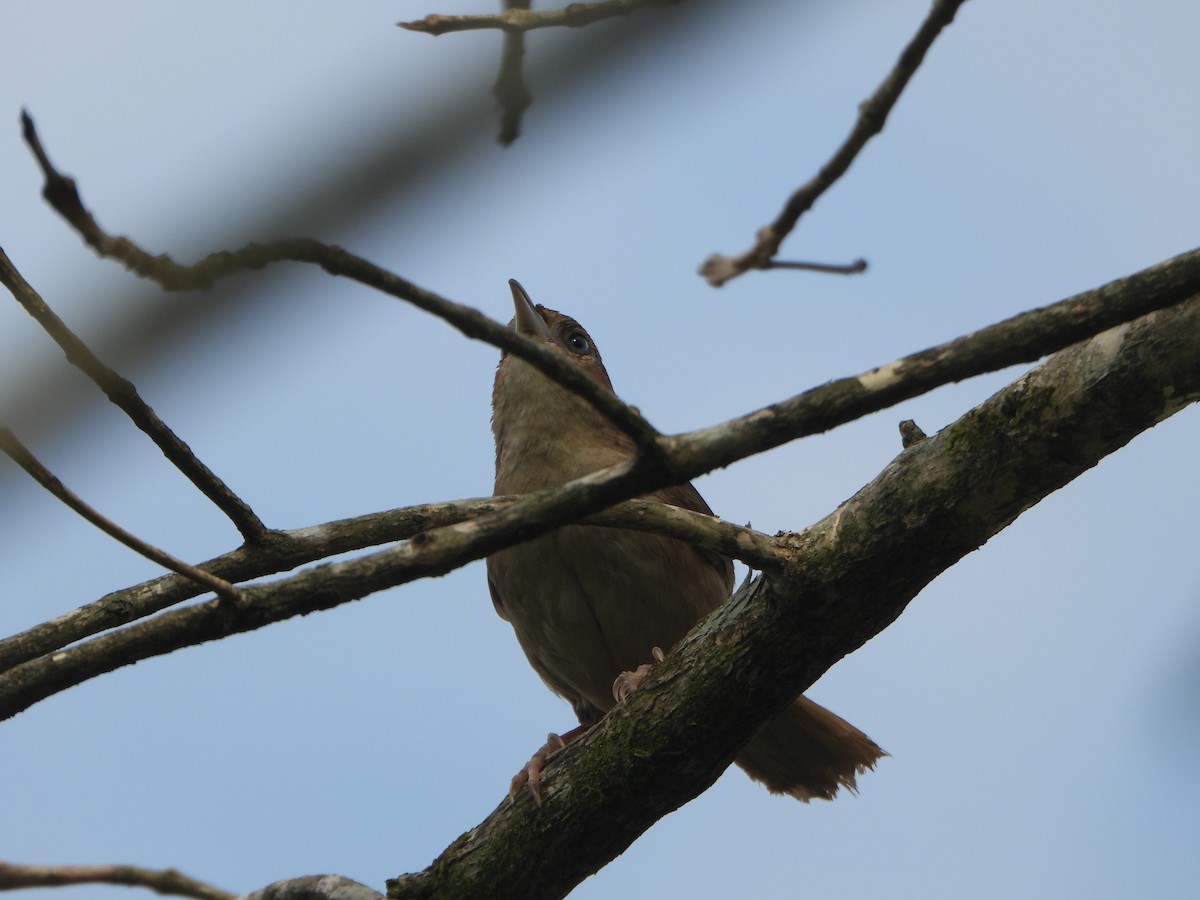 Plain Thornbird - ML657436878