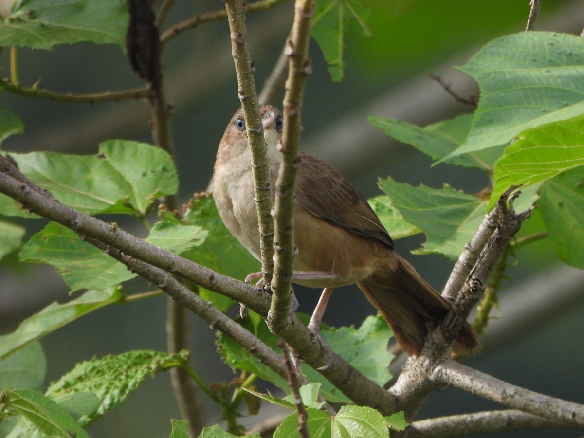 Plain Thornbird - ML657436879