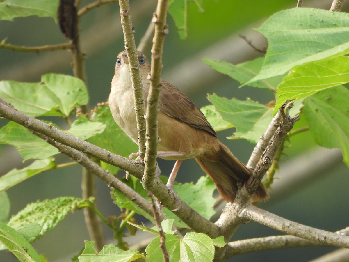 Plain Thornbird - ML657436880