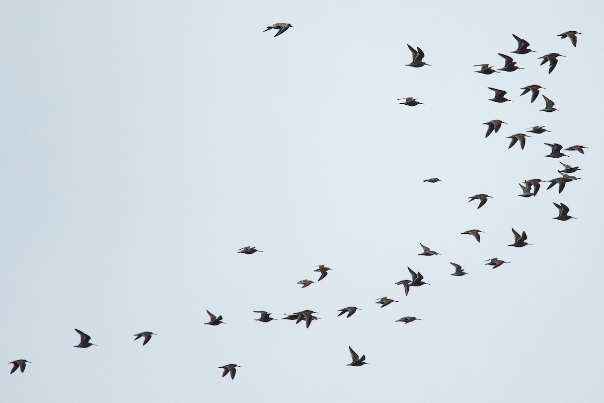 kortnebbekkasinsnipe - ML657437255