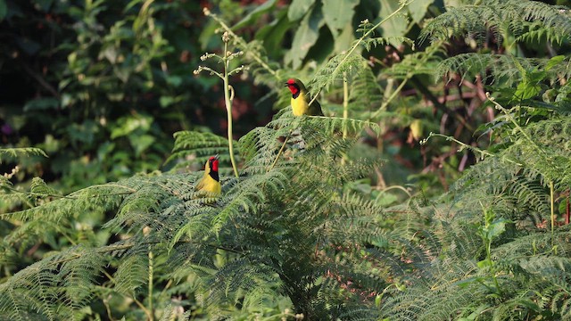 Doherty's Bushshrike - ML657437258