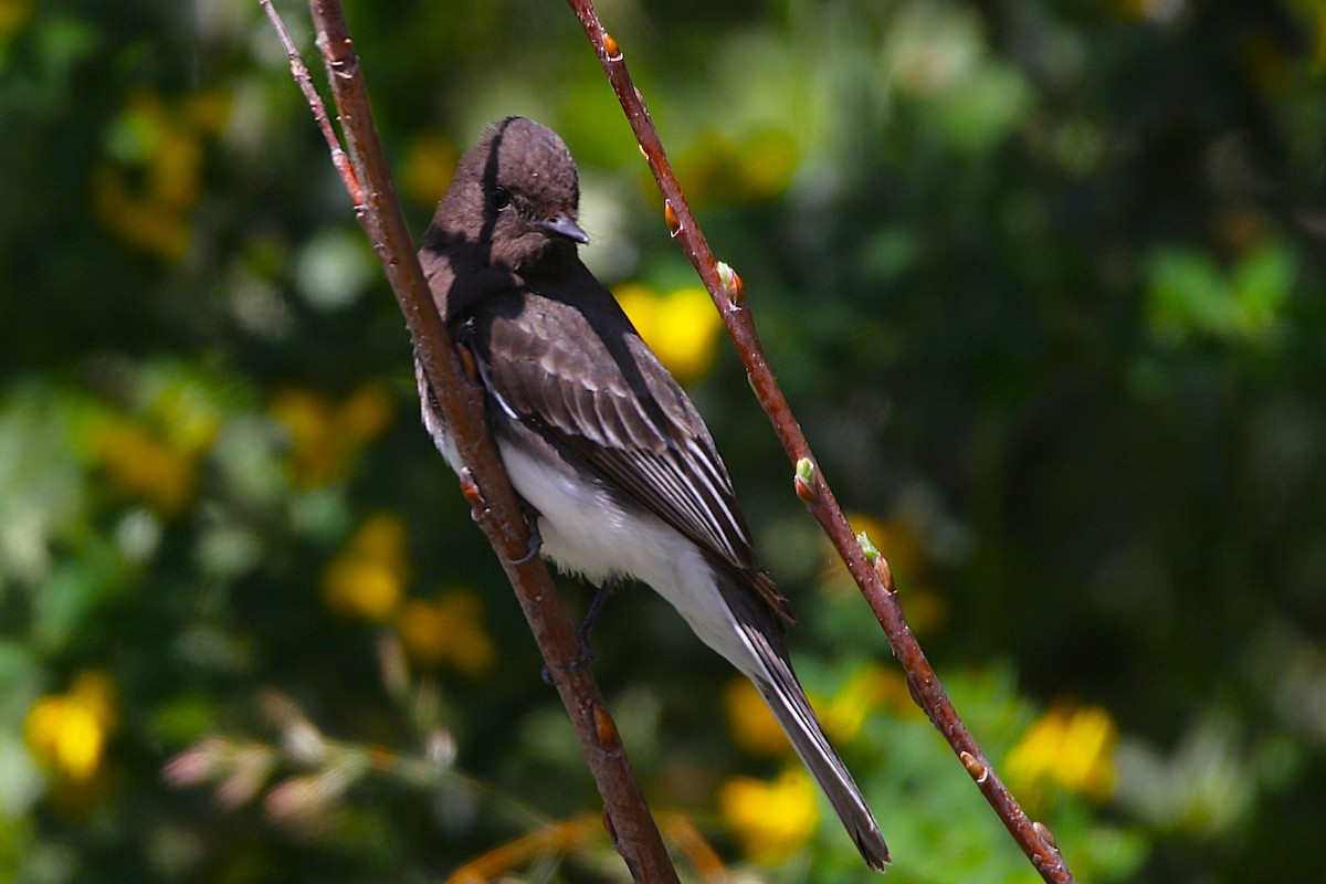 Black Phoebe - ML657437309
