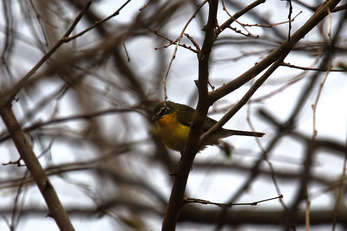 gulbrystparula - ML657437576