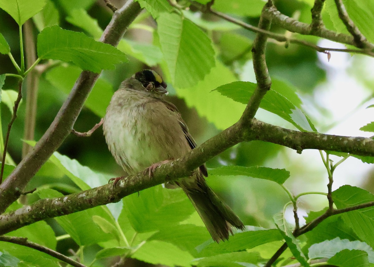 Golden-crowned Sparrow - ML657437602