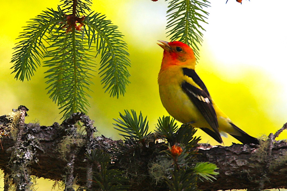 Western Tanager - ML657437673