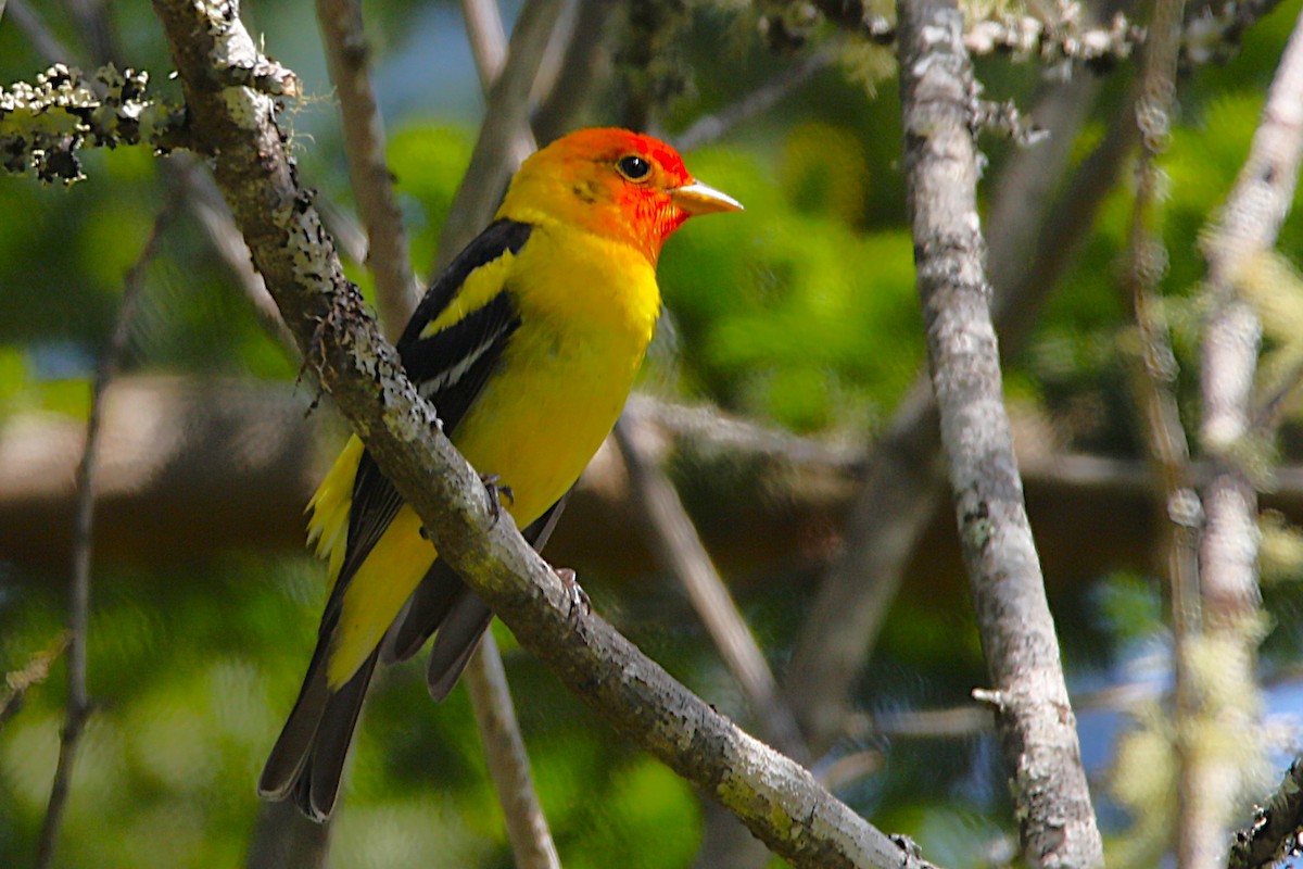 Western Tanager - ML657437684